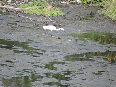 Egretta thula