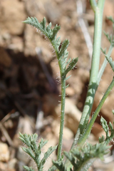 Saltugilia splendens