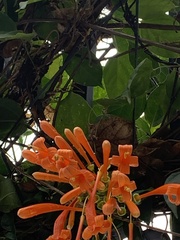 Pyrostegia