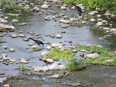 Quiscalus mexicanus