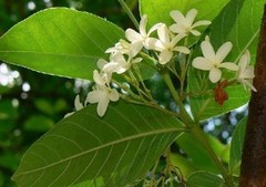 Holarrhena pubescens