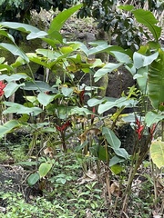 Heliconia caribaea