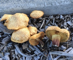 Gymnopilus dilepis