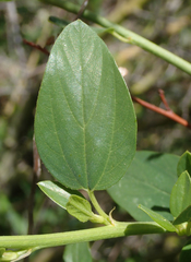 Ceanothus integerrimus macrothyrsus