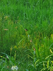 Sporophila torqueola