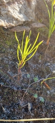 Serruria florida