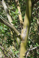 Ceanothus integerrimus macrothyrsus