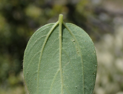 Ceanothus integerrimus macrothyrsus