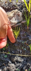 Serruria florida