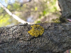 Xanthoria parietina