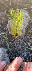 Serruria florida
