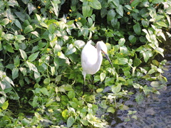 Egretta thula