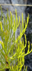 Serruria florida
