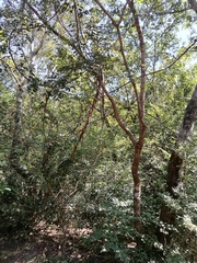 Landolphia kirkii