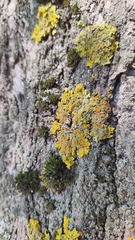 Xanthoria parietina