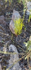 Serruria florida