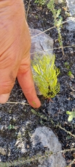 Serruria florida