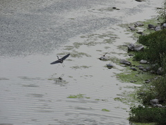 Egretta tricolor