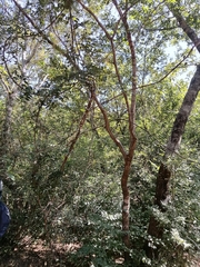 Landolphia kirkii