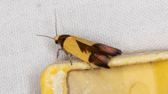 Heteroteucha dichroella