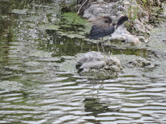 Egretta tricolor