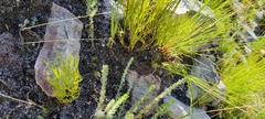 Serruria florida