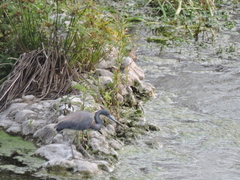Egretta tricolor