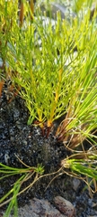 Serruria florida
