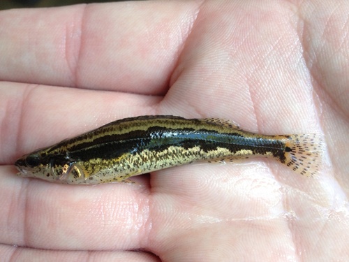 Frecklebelly darter (Percina stictogaster) — Percidae — 2