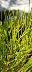 Serruria florida