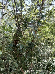 Landolphia kirkii