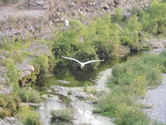Ardea alba