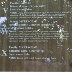 Syzygium syzygioides