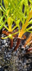 Serruria florida