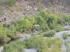Ardea alba