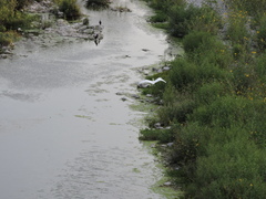 Ardea alba