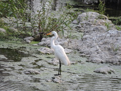 Ardea alba