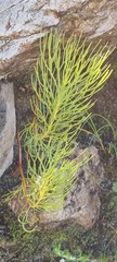 Serruria florida