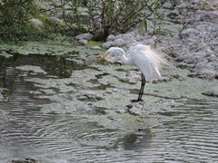 Ardea alba