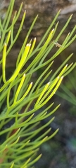 Serruria florida