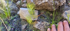 Serruria florida