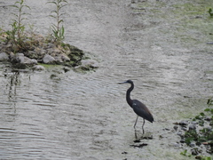 Egretta tricolor
