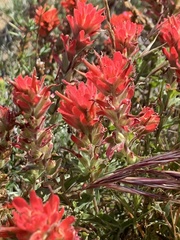 Castilleja martini