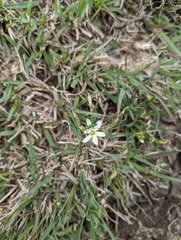 Ornithogalum gracillimum