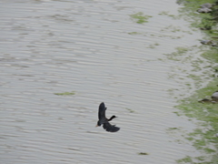 Egretta tricolor