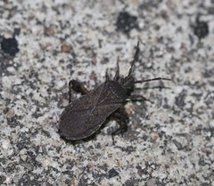 Ceraleptus americanus
