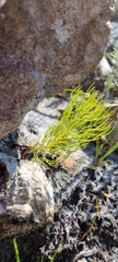Serruria florida