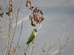 Myiopsitta monachus