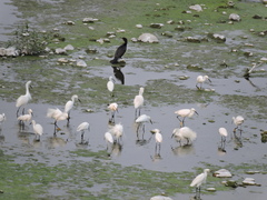Egretta thula