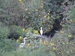 Ardea alba